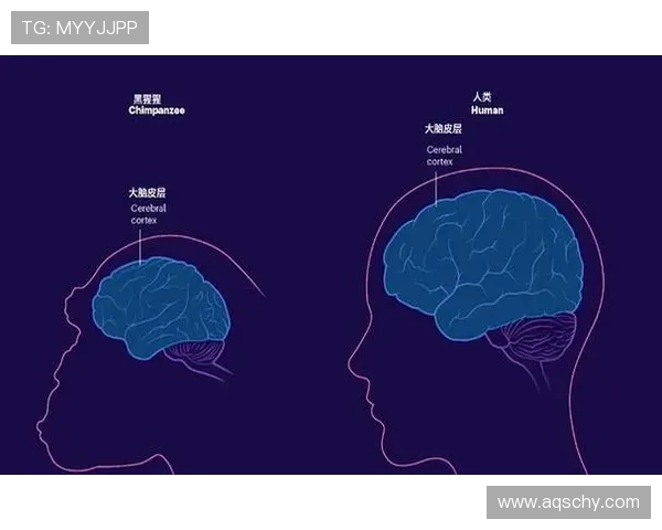 人类为何总担忧失去背后脑机制
